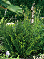 Hardy Fern Dryopteris filix-mas